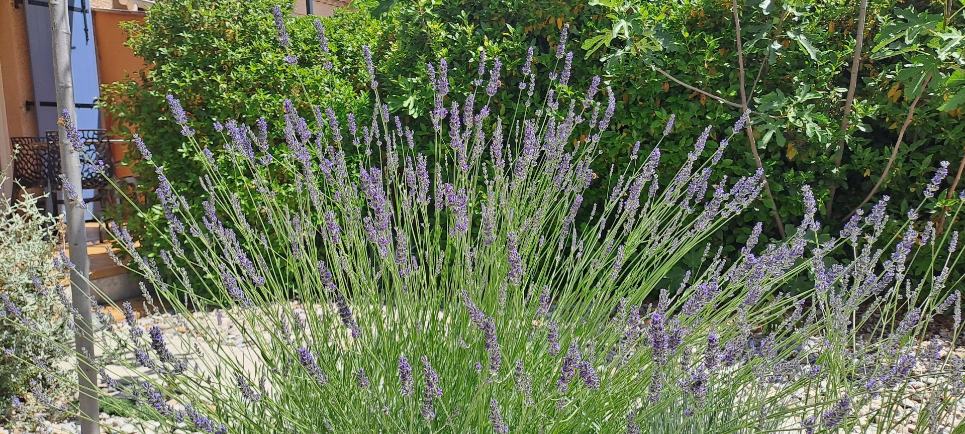 Lavande dans jardinet — Gîte Le Cyste